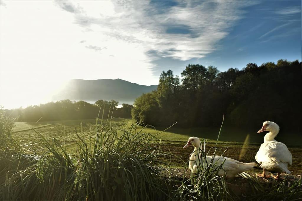 Double Bedroom, Kitchen, Bathroom In Organic Farm Belluno Exterior photo