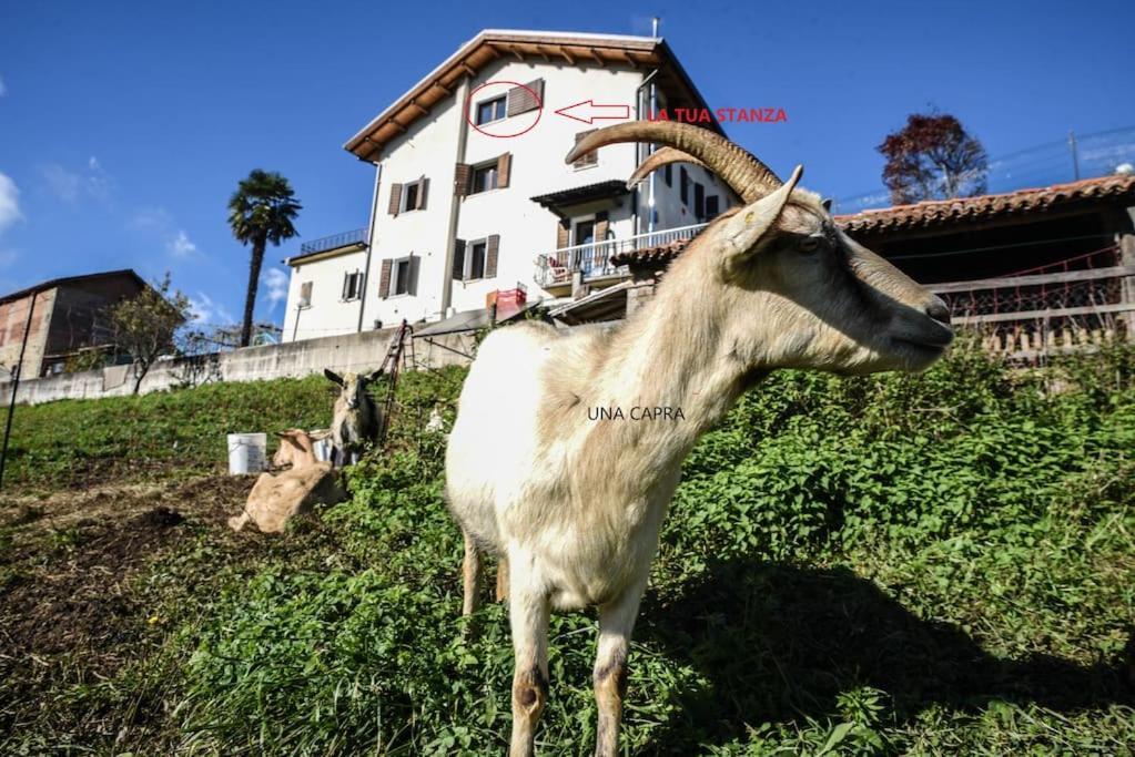 Double Bedroom, Kitchen, Bathroom In Organic Farm Belluno Exterior photo